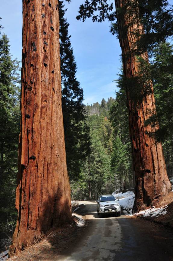 As primeiras sequoias quando se chega na parte alta do Sequoia National Park, na Califórnia - EUA